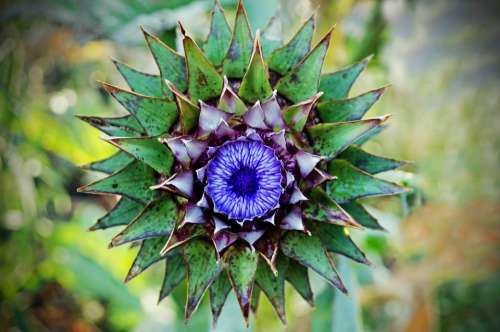 Thistle Symbol Scotland Flowering Adornment