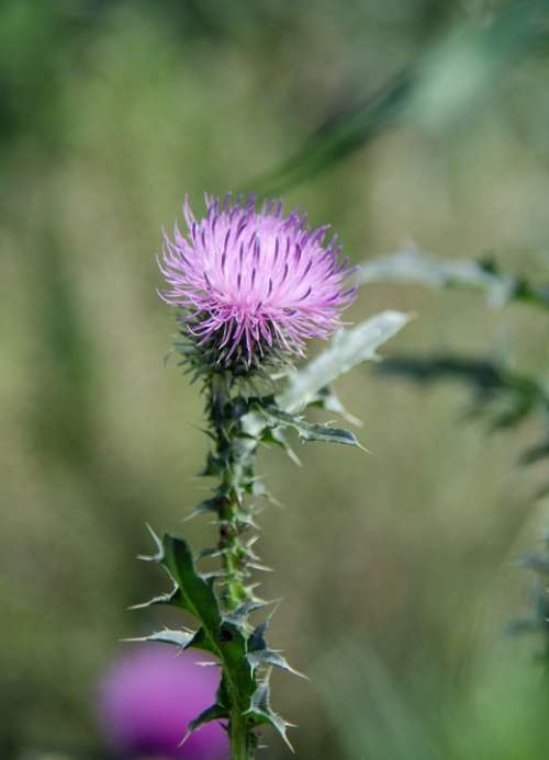Thistle Spiny Carduus Acanthoides L Plant Weed