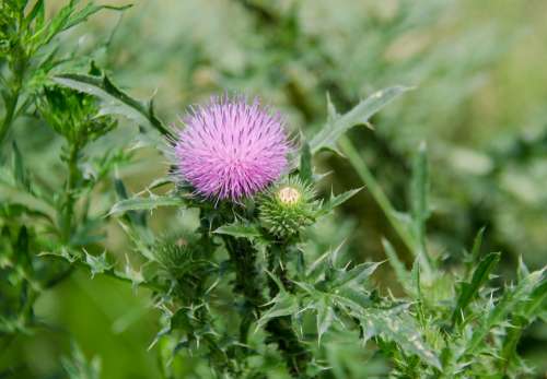 Thistle Spiny Plant Weed Wild Plant Flower Leaves