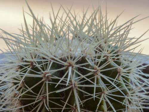 Thistly Thorny Cactus Plant Desert Nature