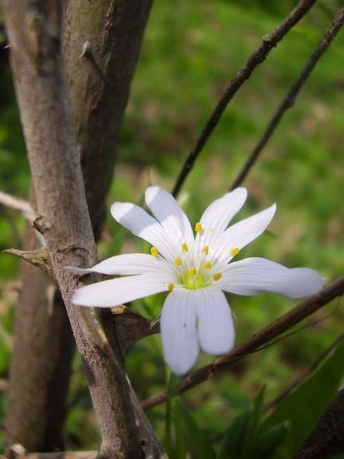 Thorn Flower Thorns And Flowers Flora White