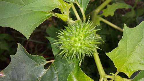 Thorn Apple Green Plant Nature