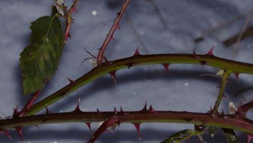 Thorns Sting Spur Winter Nature Blackberry