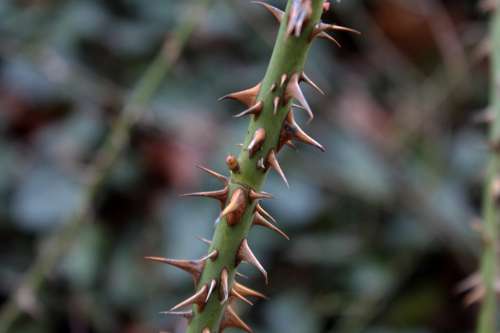 Thorns Spur Close Up