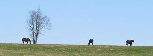 Thoroughbreds Grazing Horse Countryside Landscape