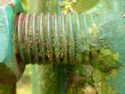 Thread Steel Moss Weathered Old Screw