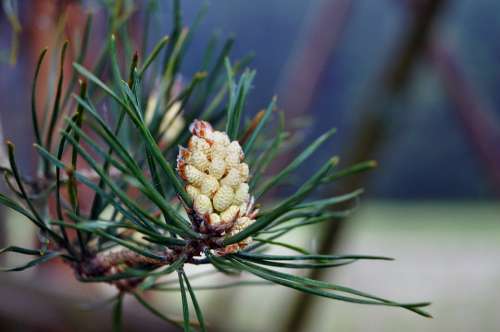 Thriving Pine Tree Close Up Blossom Bloom Flowers