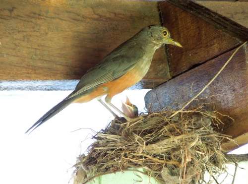 Thrush Birdie Bird Nest Baby Bird