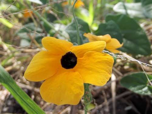 Thunbergia Alata Black-Eyed Susan Vine Herbaceous