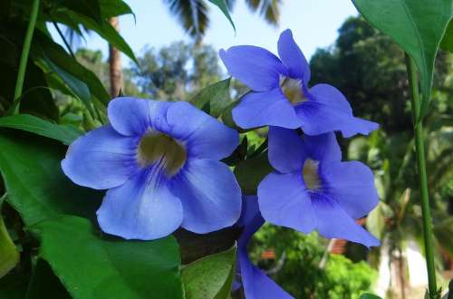 Thunbergia Grandiflora Bengal Clock Vine