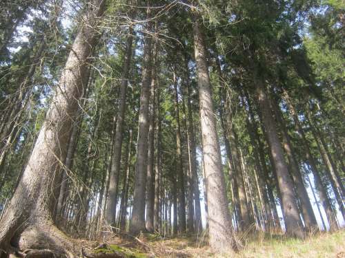 Thuringian Forest Forest Thuringia Germany Spruce