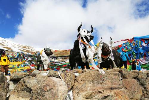 Tibet Mila Mountains Yakou Copper And Yak Blue Sky