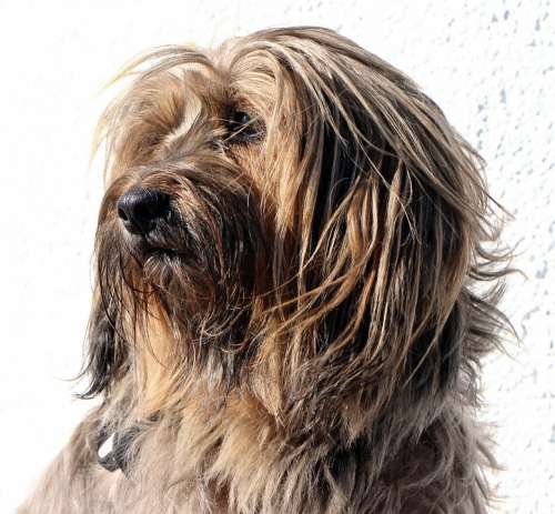 Tibetan Terrier Terrier Dog Head Portrait Pet