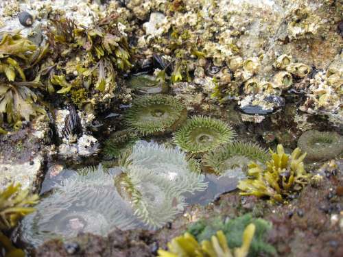 Tidal Pool Coast Wet Organism Rock Sea Anemone