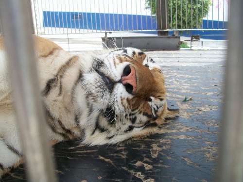 Tiger Cage Animal Animals Fauna Rays Nap Sleep