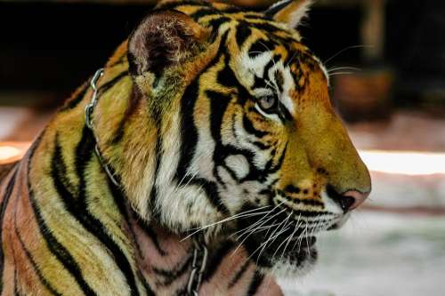 Tiger Big Cat Portrait