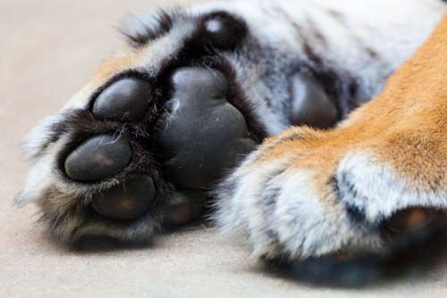 Tiger Paw Animal Claw Fur Cat Wildlife Foot