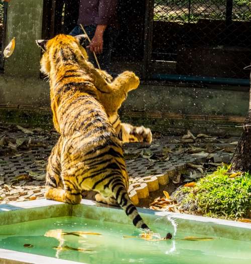 Tiger Big Cat Tame Tiger Zoo Thailand