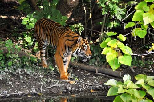Tiger Zoo Big Cat Predator Animals Dangerous