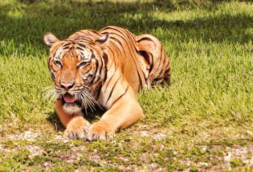 Tiger Bengal Tiger Feline Large Beautiful Zoo