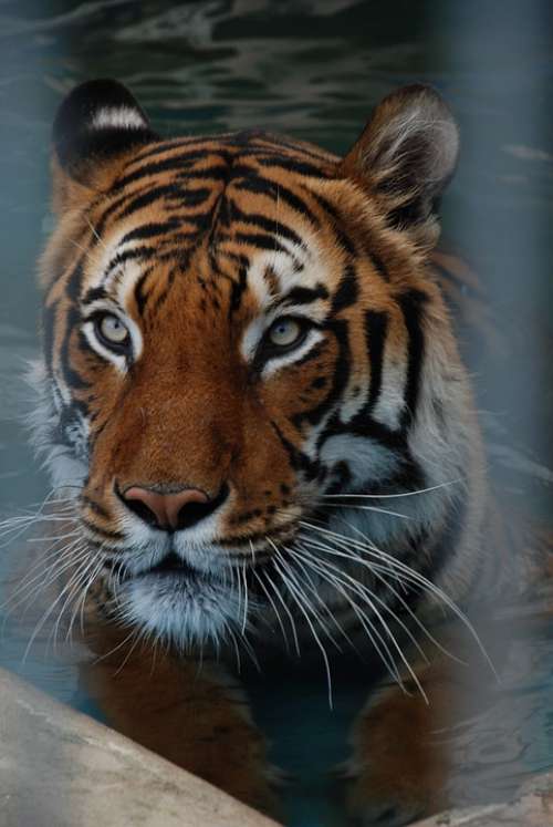 Tiger Big Cat Animal Animal World Dangerous Claw