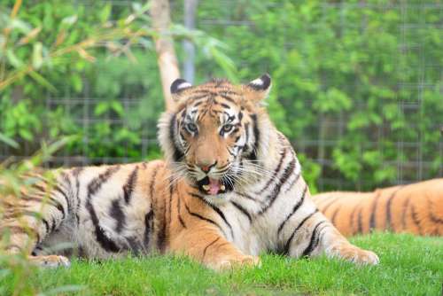 Tiger Big Cat Predator Dangerous Animal Creature