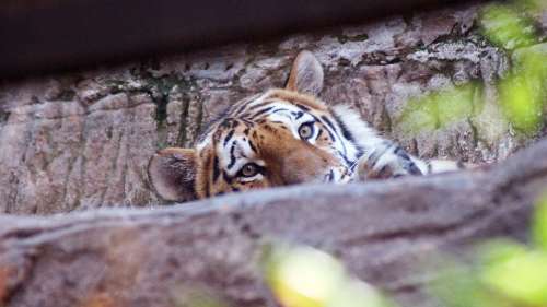 Tiger Big Cat Tiergarten