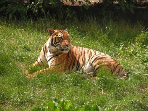 Tiger Body Grass Zoo Beast Cat