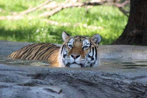 Tiger Water Swimming Animal Nature Mammal