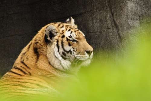Tiger Big Cat Predator Animals Zoo