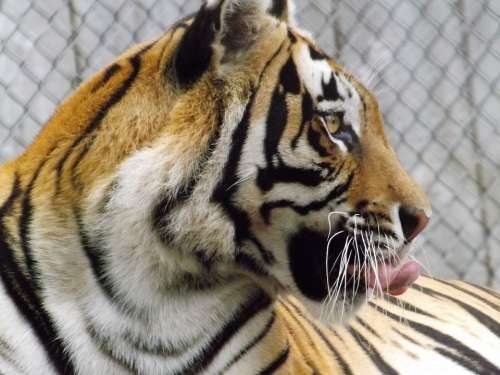 Tigers Animals Cats Bengal Wild Animals Zoo