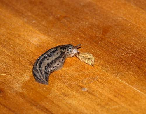 Tigerschnecke Snail Mollusk Slowly Slug Eat