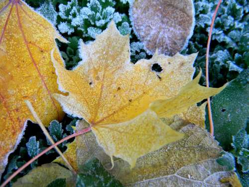 Tim H Autumn Foliage