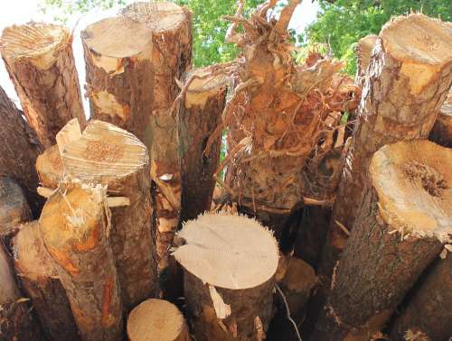 Timber Lumber Wood Woodpile Tree Log Cut Stack