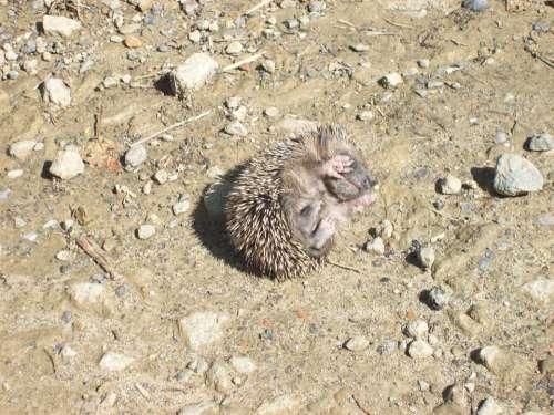 Tiny Prickly Baby Hedgehog