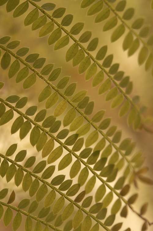Tiny Leaves Leaflets Plant Pinnate Fine Filigree