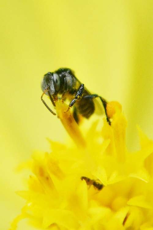 Tiny Bee Bee Flower Flower Center Nectar Honey
