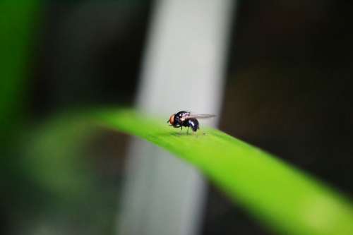 Tiny Fly Fly Inset Pest Animal Fruit Fly Nature