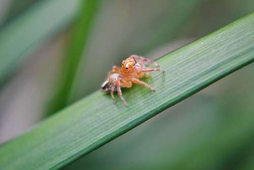 Tiny Spider Spider Innocent Innocent Spider