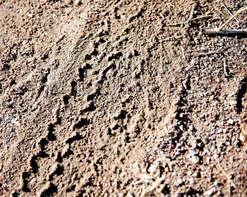 Tire Tracks Tracks Dirt Tire Road Land Tread