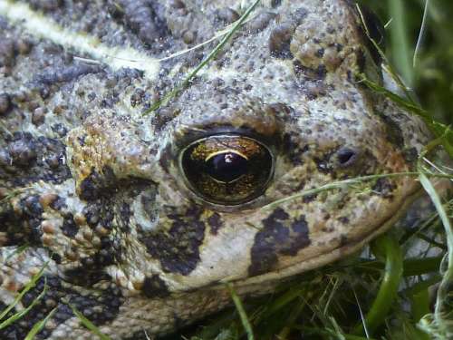 Toad Amphibian Animal Fat Thick Close-Up Nature