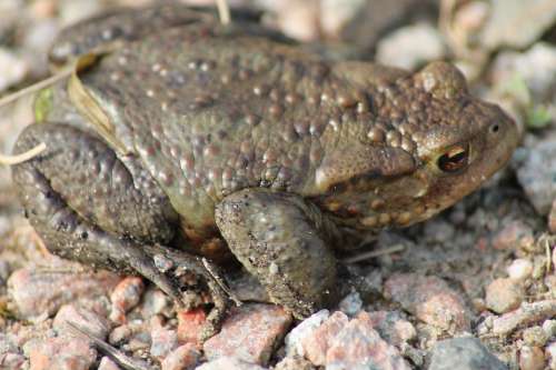 Toad Animal Amphibians Nature Stones Frog