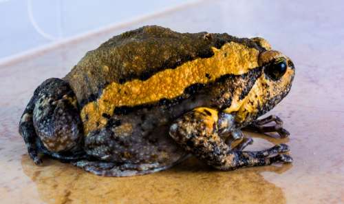Toad Anuran Frog Amphibians