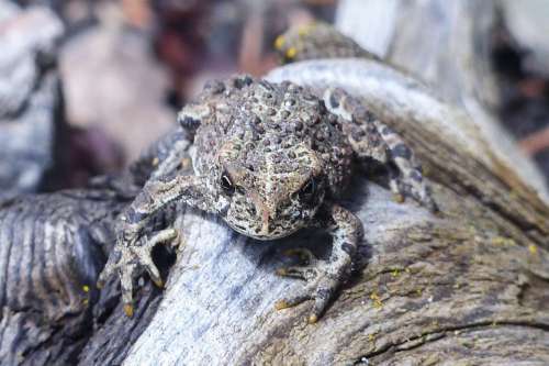 Toad Animal Amphibian Close-Up Creature Nature