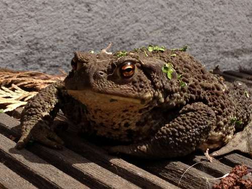 Toad Frog Amphibian Brown Animal Nature Wildlife
