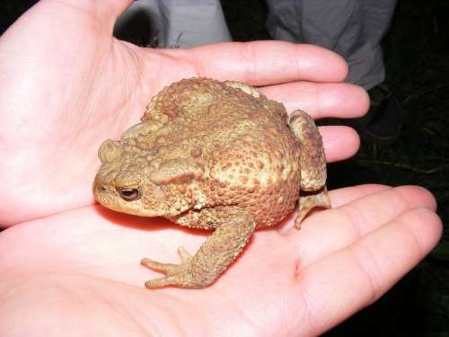 Toad Reptile Nature Hands Cold Blooded Animals