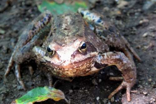 Toad Frog Forest Undergrowth Animal