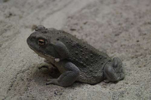 Toad Common Toad Animal Warts Thick Frog