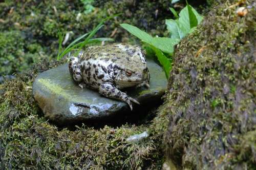 Toad Reptile Frog Pebble Rock Water