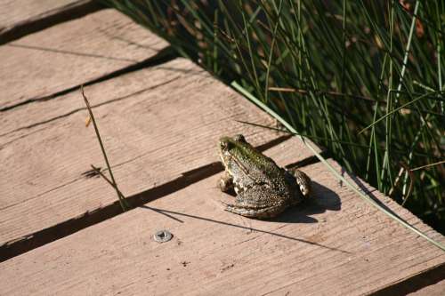 Toad Pontoon Amphibian